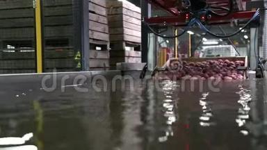自动化机器人将苹果容器放入水中。 包装仓库中漂浮在水中的苹果。 红苹果