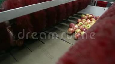 食品加工设施传送带上清洁新鲜的苹果，准备自动包装。 健康水果、食物