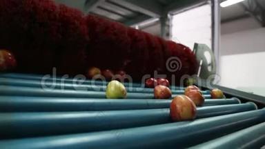 食品加工设施传送带上清洁新鲜的苹果，准备自动包装。 健康水果、食物