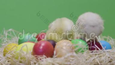 小鸡在五颜六色的复活节彩蛋上行走。 绿色背景。 毛茸茸的小鸡
