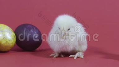 粉红色背景的小鸡和复活节彩蛋。 毛茸茸的小鸡。 小鸟