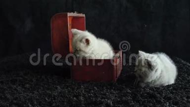 一只装在木箱里的英国北方紫丁香小猫