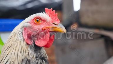 <strong>一只鸡</strong>的特写。 美丽的羽毛。 看着摄像机。 私人农场