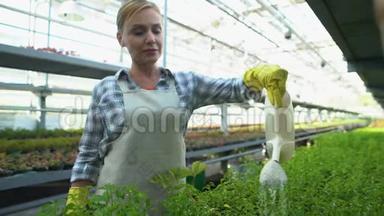 开朗的女人在温室里浇<strong>绿苗</strong>，有机食品生产