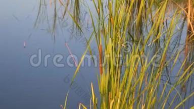 <strong>芦苇丛</strong>漂浮在湖或池塘水的背景上，钓竿。 自然保育、康乐概念