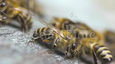 许多蜜蜂在它们的木制蜂巢附近<strong>飞来</strong>飞去。 挥舞着翅膀。