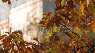 秋天，太阳从办公楼的窗户反射出来，上面有一个彩色的树叶图案