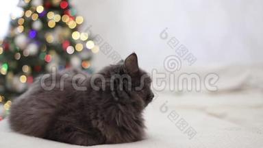 圣诞快乐！灰色<strong>搞</strong>笑猫躺在沙发上，背景是孩子们的玩具泰迪熊<strong>大大</strong>小小都是