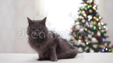 圣诞快乐！灰色搞笑猫躺在沙发上，背景是孩子们的玩具泰迪熊大大小小都是