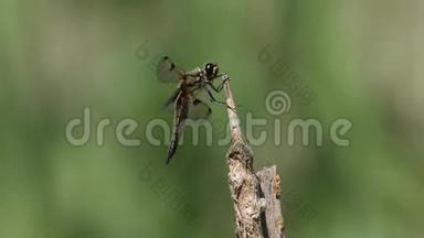 一种猎捕的<strong>四</strong>斑追逐蜻蜓，Libellula<strong>四</strong>角形，栖息在湖边的一种植物上。