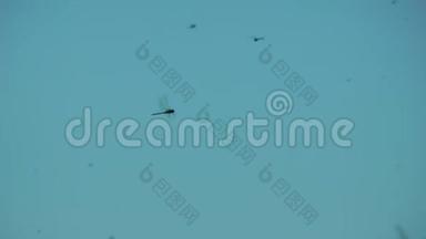 成群的蜻蜓飞翔，在蓝天上寻找蚊子