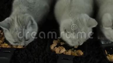 小猫吃盘子里的湿食物