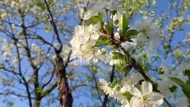 春白樱花盛开晴天，亲近自然背景
