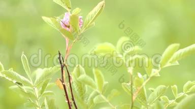 一朵娇艳的粉红色花朵，盛开在春天的森林里，背景上有模糊的绿草。 股票