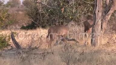 在莫雷米游戏保护区，两名女Kudu在丛林中漫步