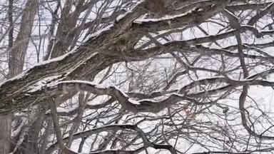 冬天降雪时结满了霜，树枝成了一棵树