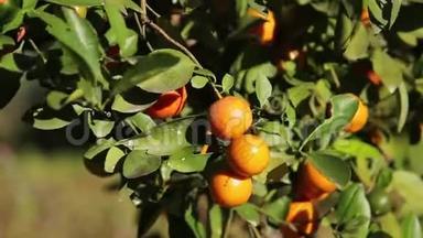阳光明媚的一天，橘子园里有水果的橘子树。 自然户外<strong>美食背景</strong>..