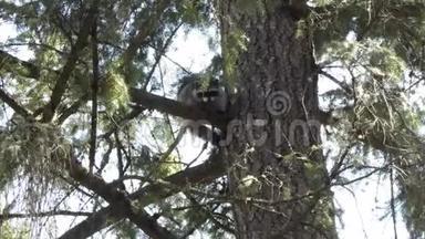 一只<strong>小浣熊</strong>栖息在松树上
