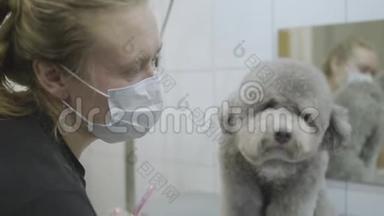 宠物美容师的肖像在面具与小灰色狗毛在美容师沙龙关闭。 专业动物理发师