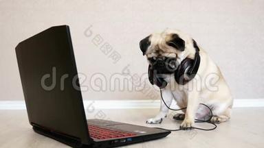 带着大耳机的搞笑小狗看着笔记本电脑的屏幕
