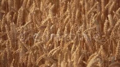 熟黄的小麦在大片的田野里迎风招展