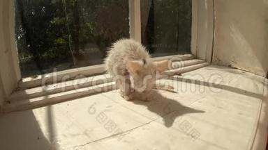 可爱的湿白小猫正小心翼翼地舔着自己的影子在阳光的照射下在玻璃房子的窗户反射