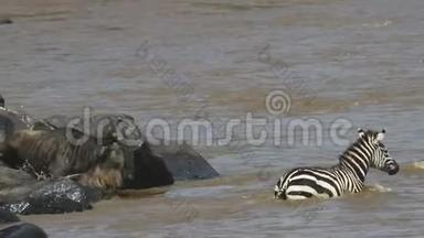 马塞马拉游戏保护区内的野生动物和斑马<strong>跳入</strong>马拉河的慢动作片段