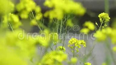 美丽的油菜花特写，春天的田野，金色的花朵，在一个模糊的背景下。