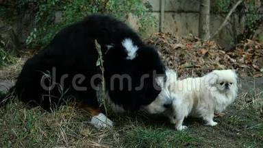 大黑狗伯尼斯山狗感兴趣地嗅了嗅，舔了舔小白北京狗的尾巴。 特写镜头。