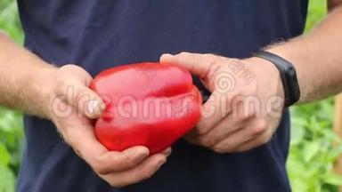 一个男农民正在展示一个漂亮的大红辣椒。