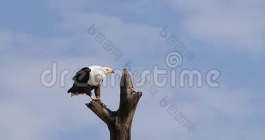 非洲鱼鹰，鸟鸣，成年树顶，<strong>扇动翅膀</strong>，肯尼亚巴林戈湖，实时