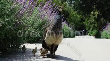 女孔雀带着她的婴儿四处走动