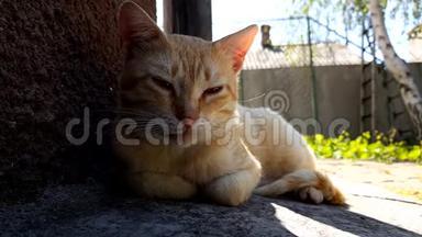夏天，姜猫在房子附近的石头地板上休息，背景是有烟囱和树的<strong>农村房子</strong>