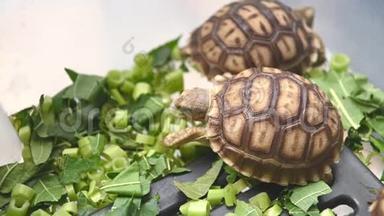 一群美丽的非洲<strong>宝宝</strong>在塑料盒子里刺激乌龟吃新鲜<strong>蔬菜</strong>作为人类的宠物朋友。 海龟吃绿色