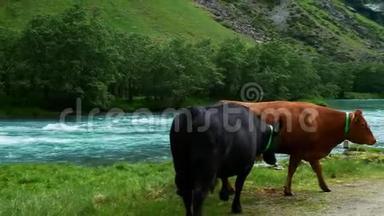 棕色和棕色的奶<strong>牛</strong>从摄像机旁边走，靠近一条快速流动的蓝色河流，在一个山谷里有白水急流。