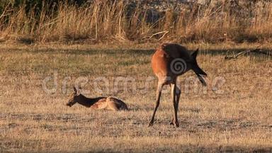 小鹿和妈妈在草原上，户外