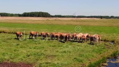 荷兰草地上的一群奶牛的空中视频，空中视频围绕着一群好奇的奶牛在m处盘旋