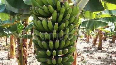 加那利群岛香蕉种植园的新鲜香蕉特写。 生长在树上的绿色香蕉。
