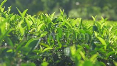 在人工林中的<strong>茶树</strong>上，绿色的顶叶