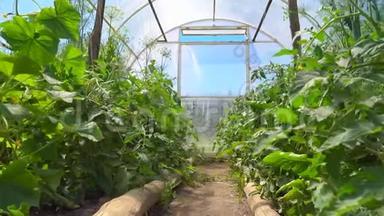 黄瓜和西红柿的幼苗在一个明亮宽敞的温室里生长，环境环保