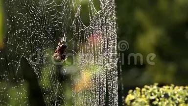 蜘蛛在它所有的荣耀。 织网。 在早晨的阳光下蜘蛛。