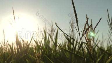 在温暖的阳光下，在绿色的田野上碾<strong>碎玉米</strong>。 农业概念。 农业企业。 <strong>玉米</strong>地