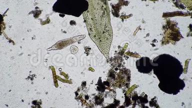 一种大型轮虫在各种微生物之间移动
