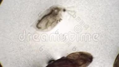 蚊蛾和甲壳动物蚤的幼虫在原地游动