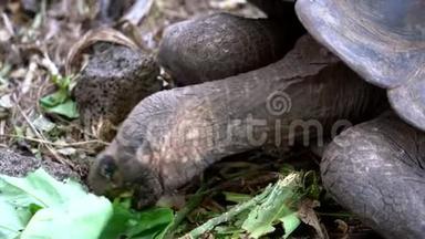 厄瓜多尔加拉帕戈斯西莫尔岛-2019-06-20-成人乌龟在<strong>养护</strong>中心吃生菜-特写