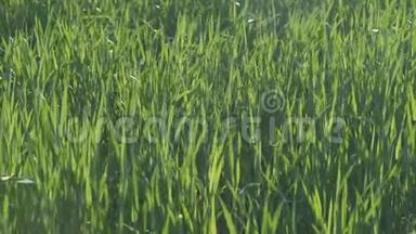 在一个可爱的下午，绿色的小麦在微风中缓慢地<strong>舞动</strong>。