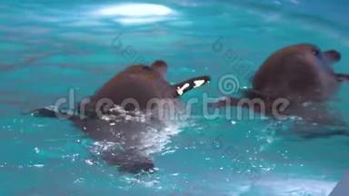几只海豚在游泳池里游泳，望着外面的水