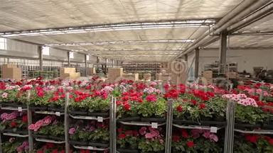 有五颜六色鲜花的仓库.. 一个大仓库的全景，有盛开的花朵，仓库上盛开的花朵
