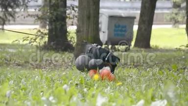 有趣的<strong>视频</strong>，一只小黑狗在城市公园的草地上玩<strong>气球</strong>