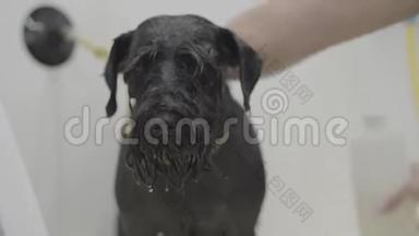 可爱的狗在理发宠物。 宠物美容沙龙。 专业宠物美容师用洗发水清洗黑色大狗`身体